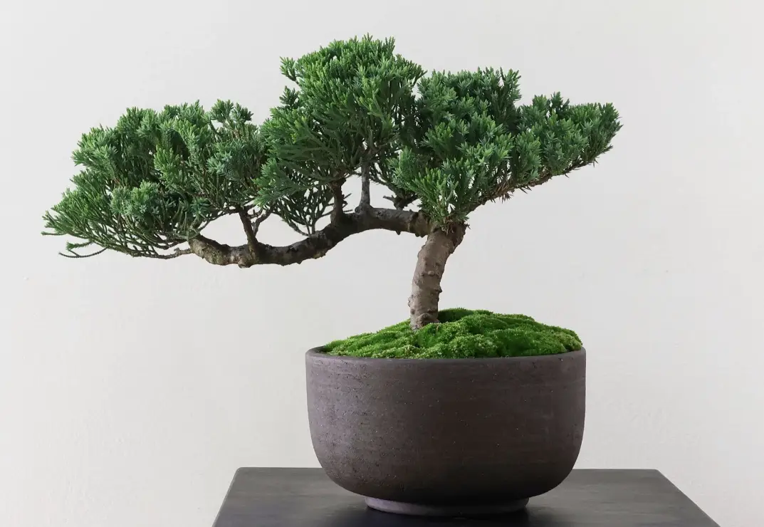 真柏盆景 真柏盆景