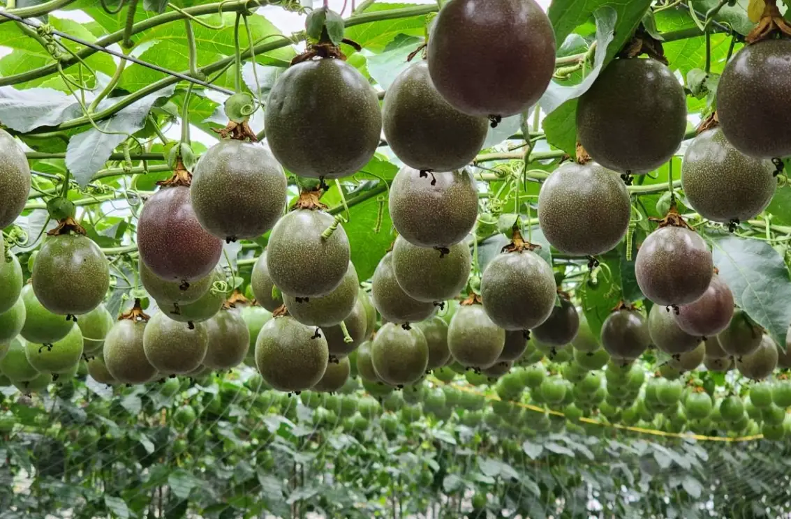 台灣春天開花果樹