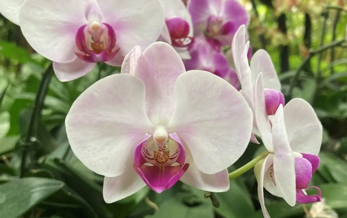 植物根系 健康 植物根系 健康