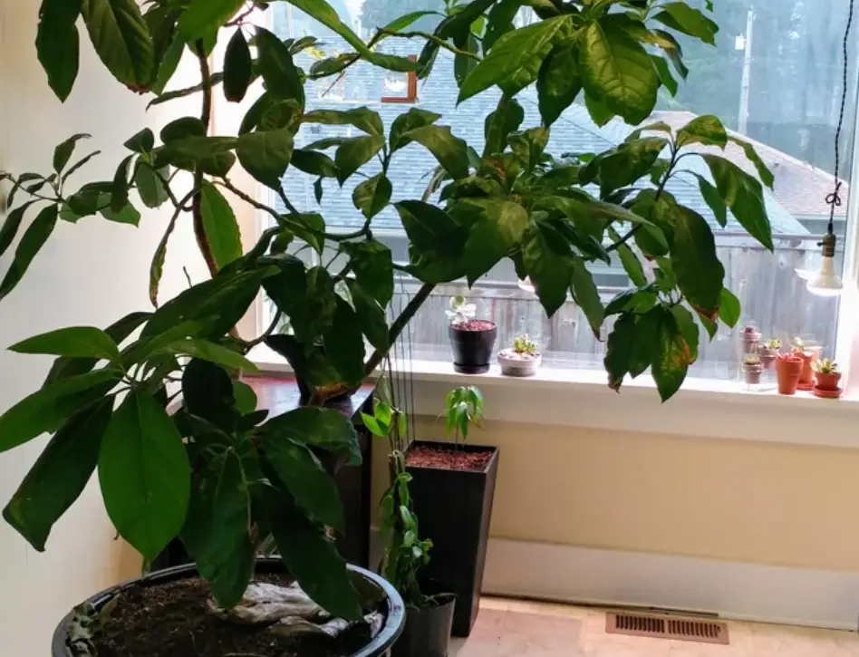 酪梨盆栽會結果嗎