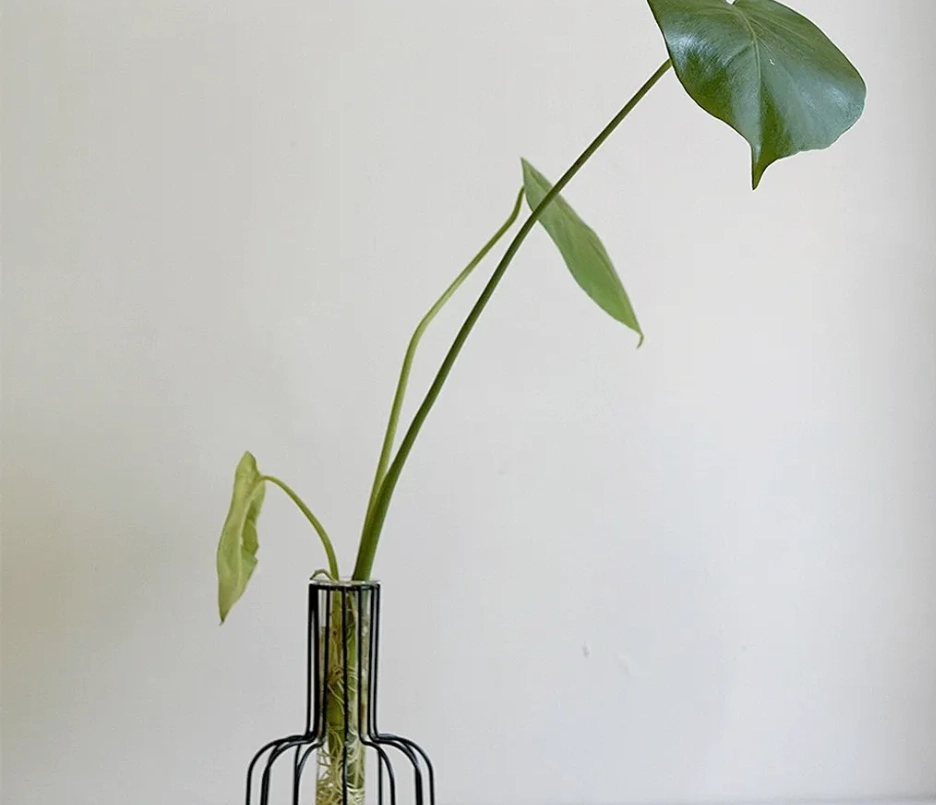 龜背芋分株方法