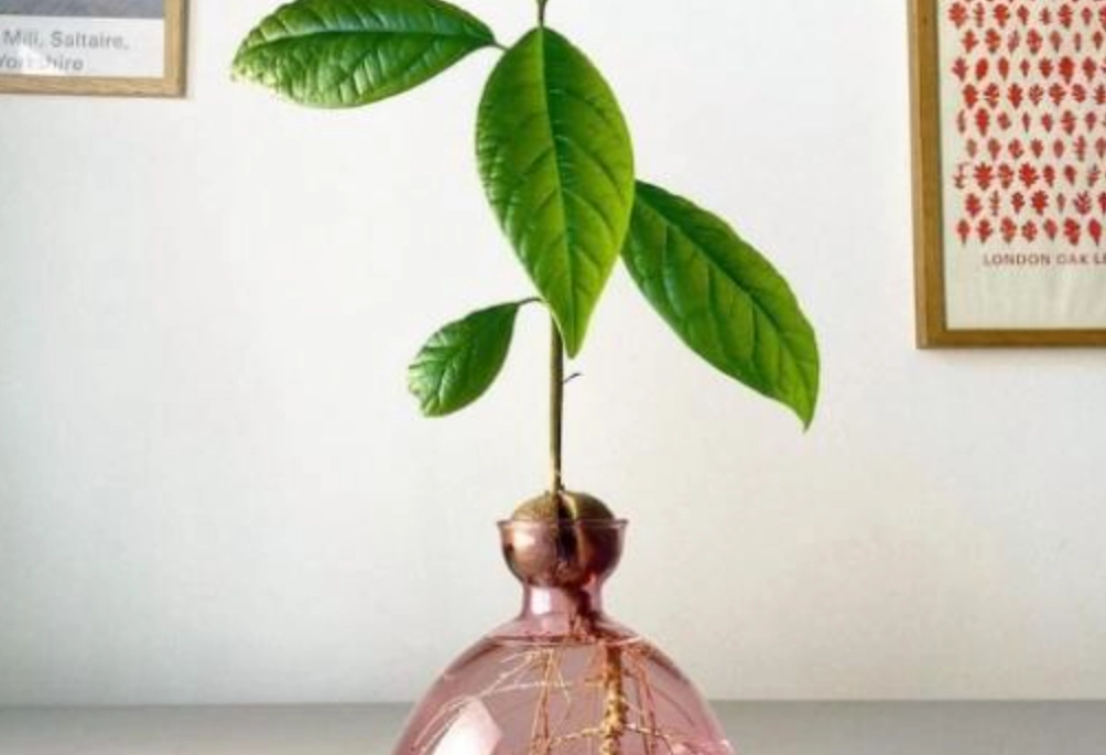 酪梨種子水耕 酪梨種子水耕