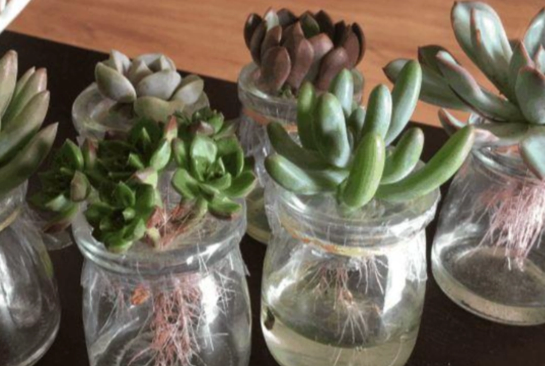 水培誘根方法 水培誘根方法