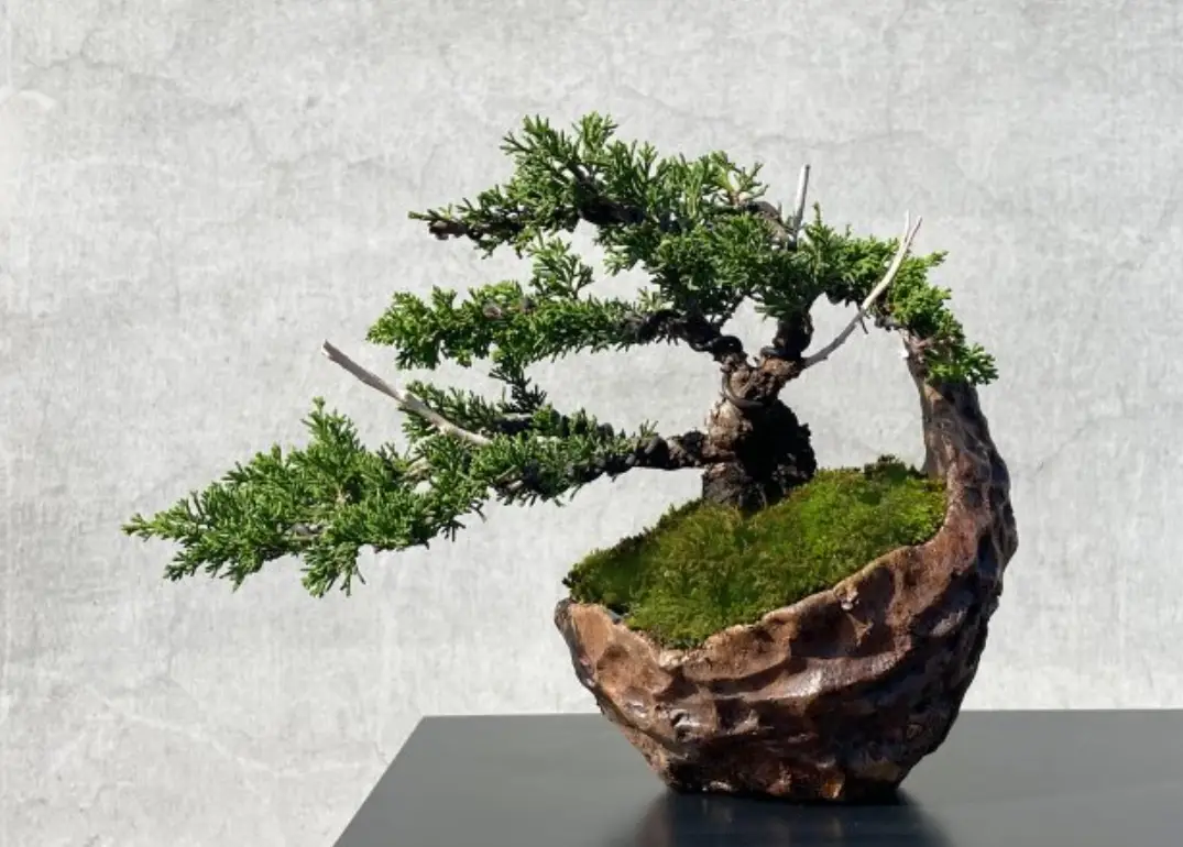 真柏照顧 真柏照顧