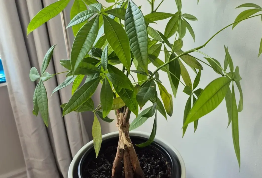 發財樹葉子發黃 發財樹葉子發黃