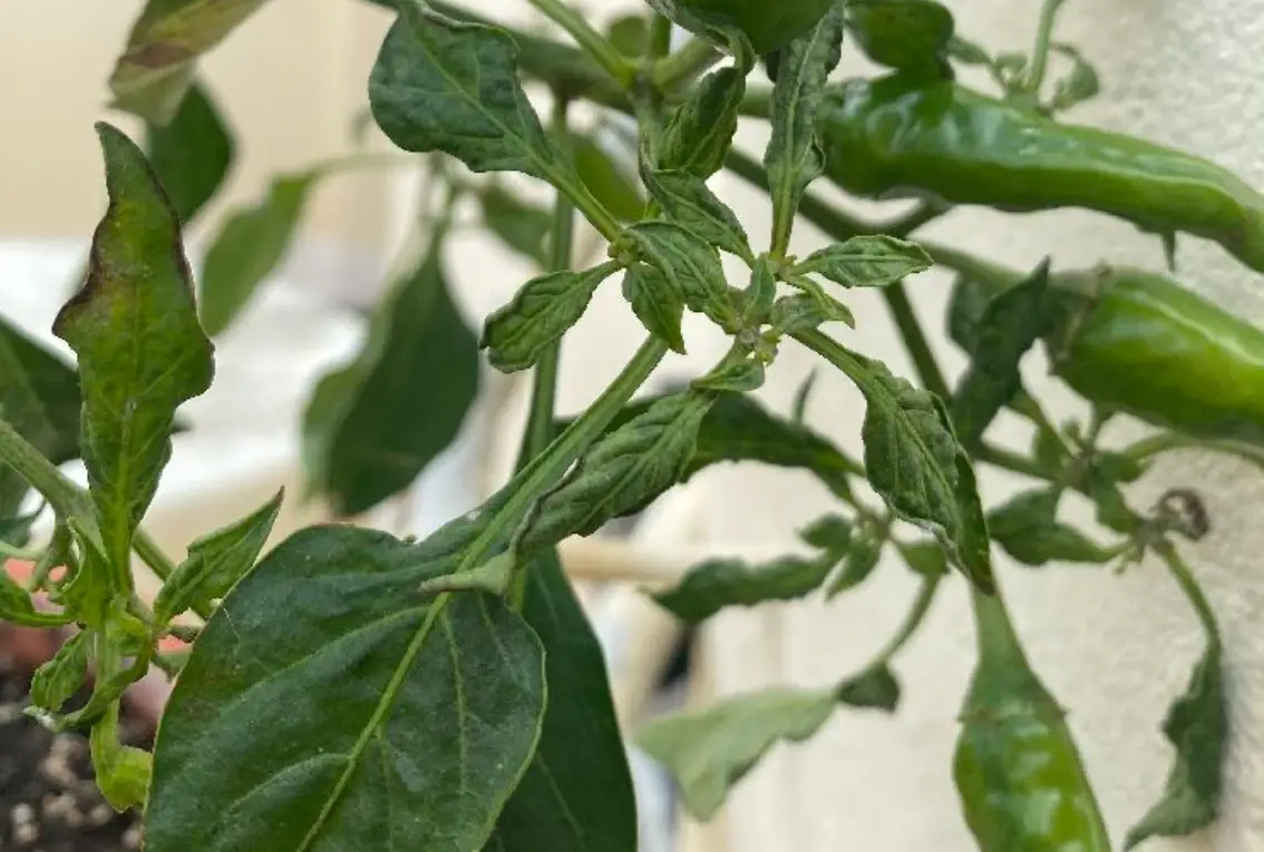 辣椒葉子皺皺原因 辣椒葉子皺皺原因