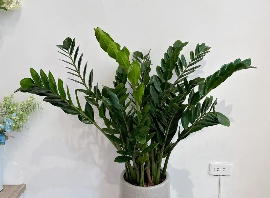 金錢樹 照顧 金錢樹 照顧