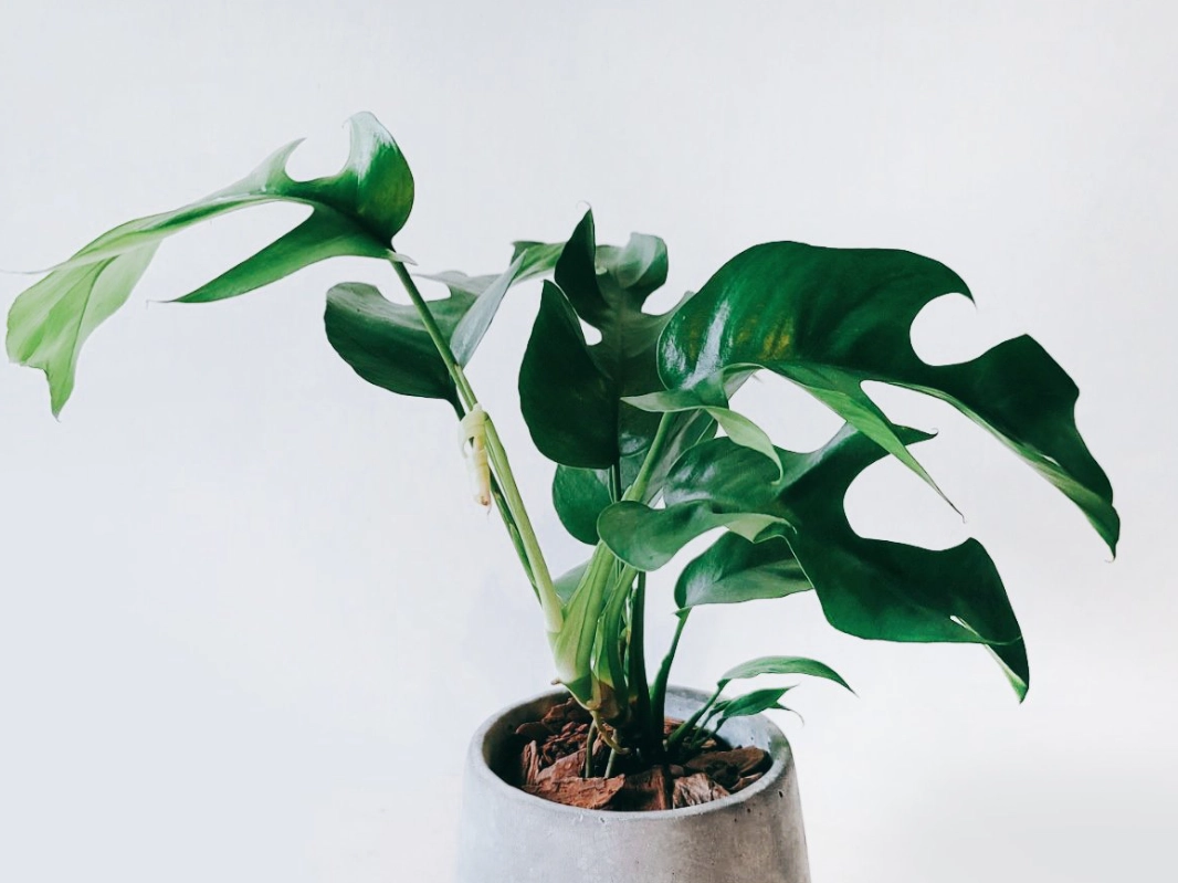 龜背芋 養護 禁忌