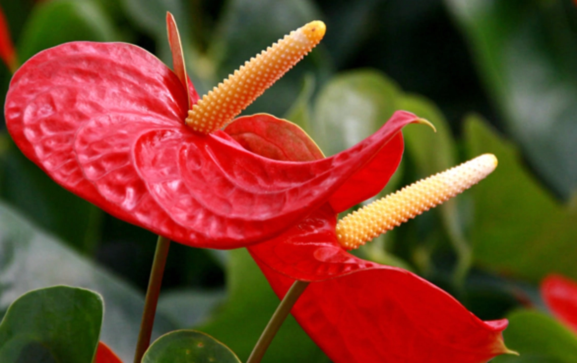 紅掌 葉子 變黃