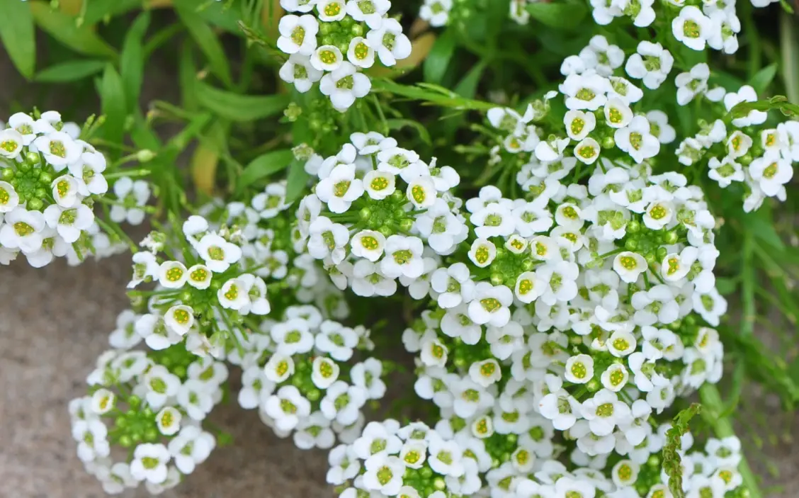 香雪球有毒嗎 香雪球有毒嗎
