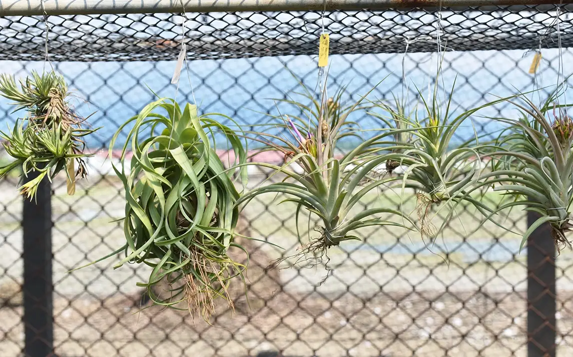 Tillandsia 修剪 時機 Tillandsia 修剪 時機