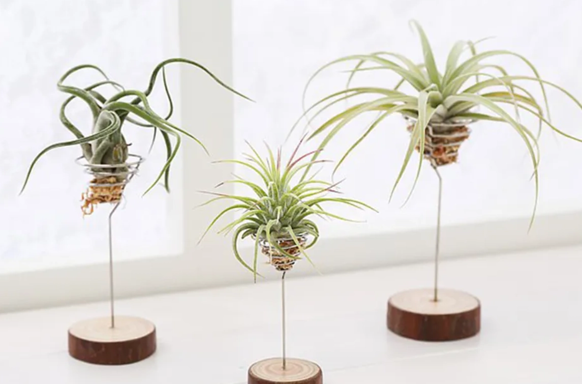 空氣鳳梨 修剪 方法 空氣鳳梨 修剪 方法