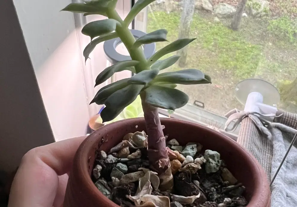 多肉徒長 多肉徒長