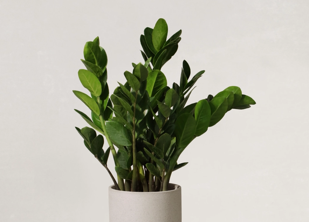 金錢樹 葉子發黃 金錢樹 葉子發黃