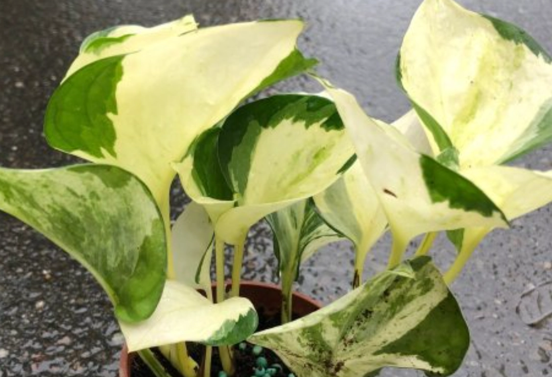 白泉黃金葛 照顧