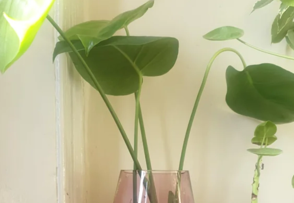 龜背芋水培步驟