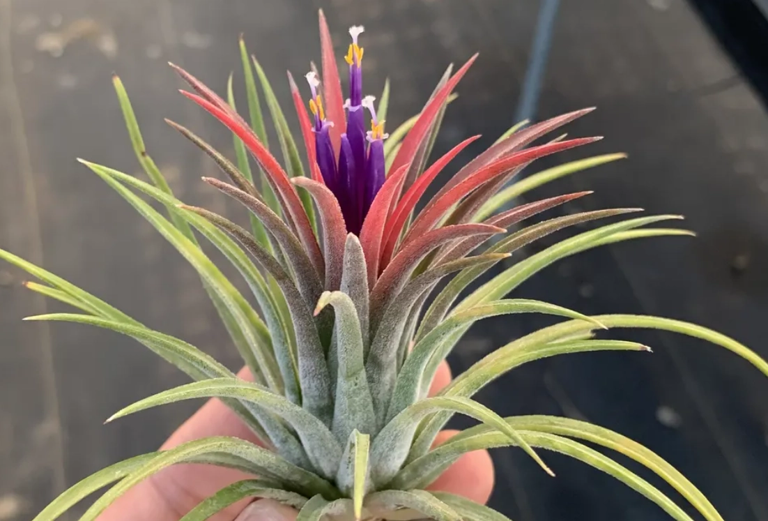 空氣鳳梨死亡原因 空氣鳳梨死亡原因