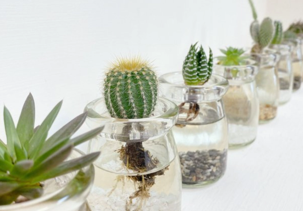 多肉植物水培 多肉植物水培