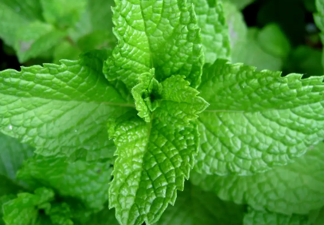薄荷葉植物