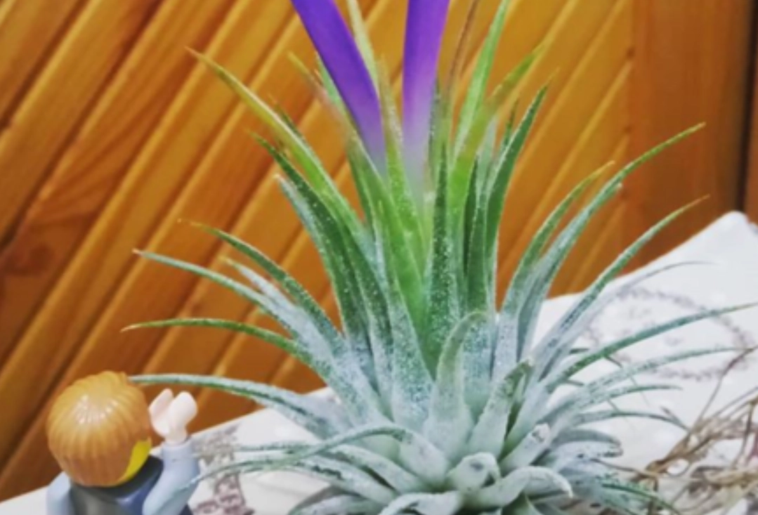 空氣鳳梨開花後處理 空氣鳳梨開花後處理