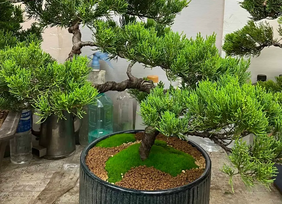 真柏盆景 真柏盆景