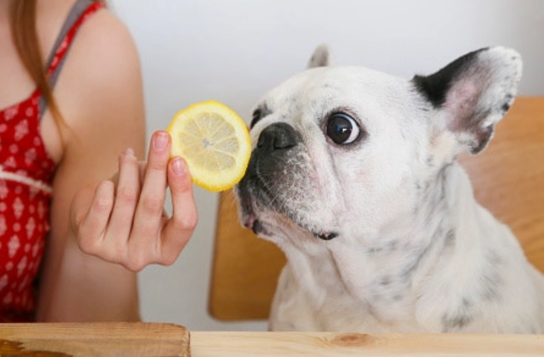 狗狗可以吃的水果 狗狗可以吃的水果