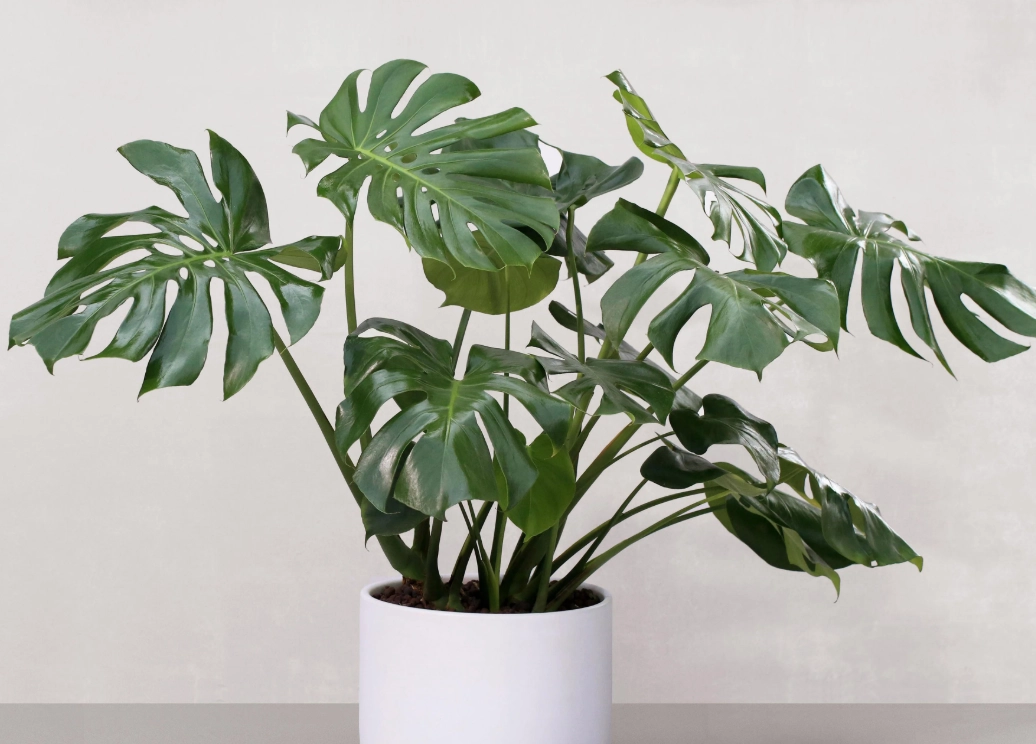 盆栽 根部 照顧 盆栽 根部 照顧