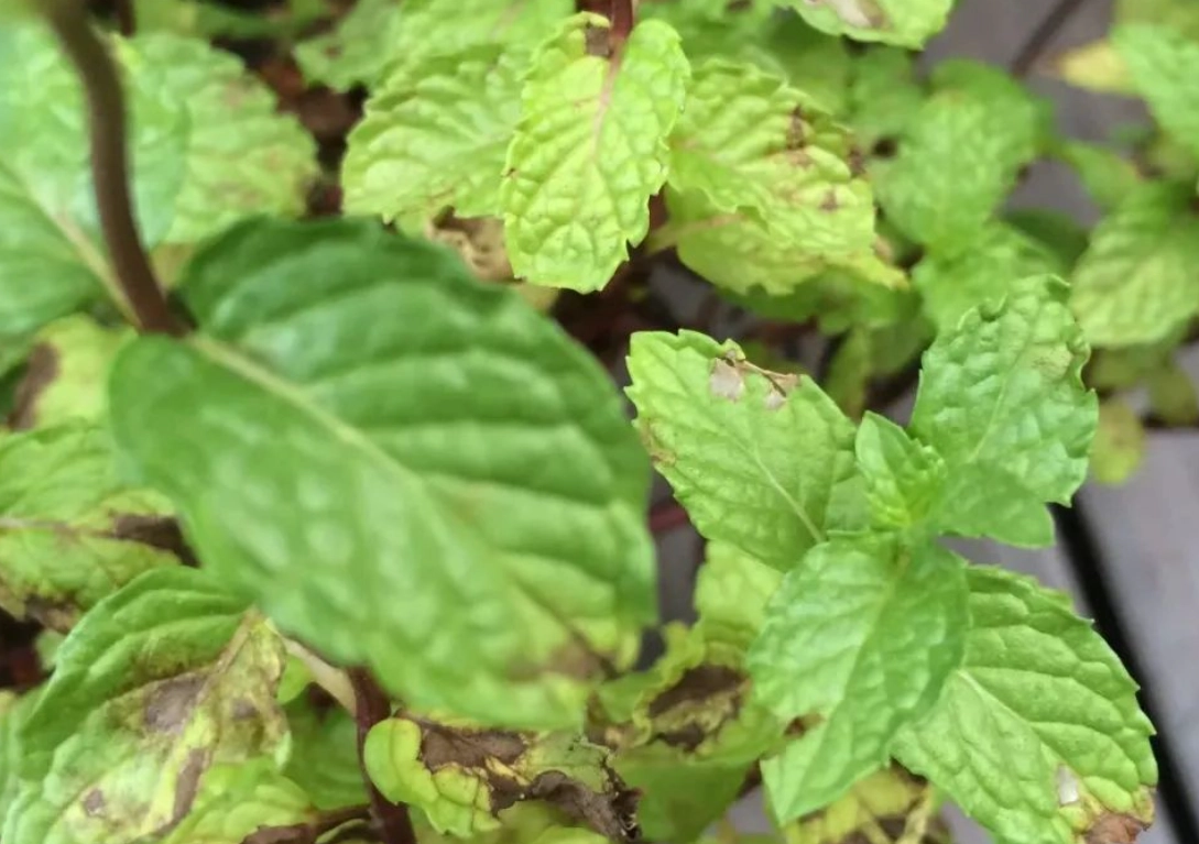 薄荷葉子變黃怎麼辦？10年園藝專家教你快速診斷與解決方案