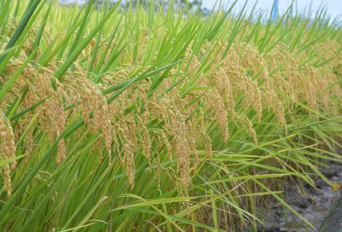 稻米成熟時間 稻米成熟時間