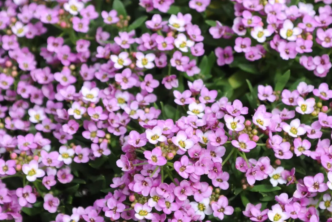 香雪球怎麼吃 香雪球怎麼吃