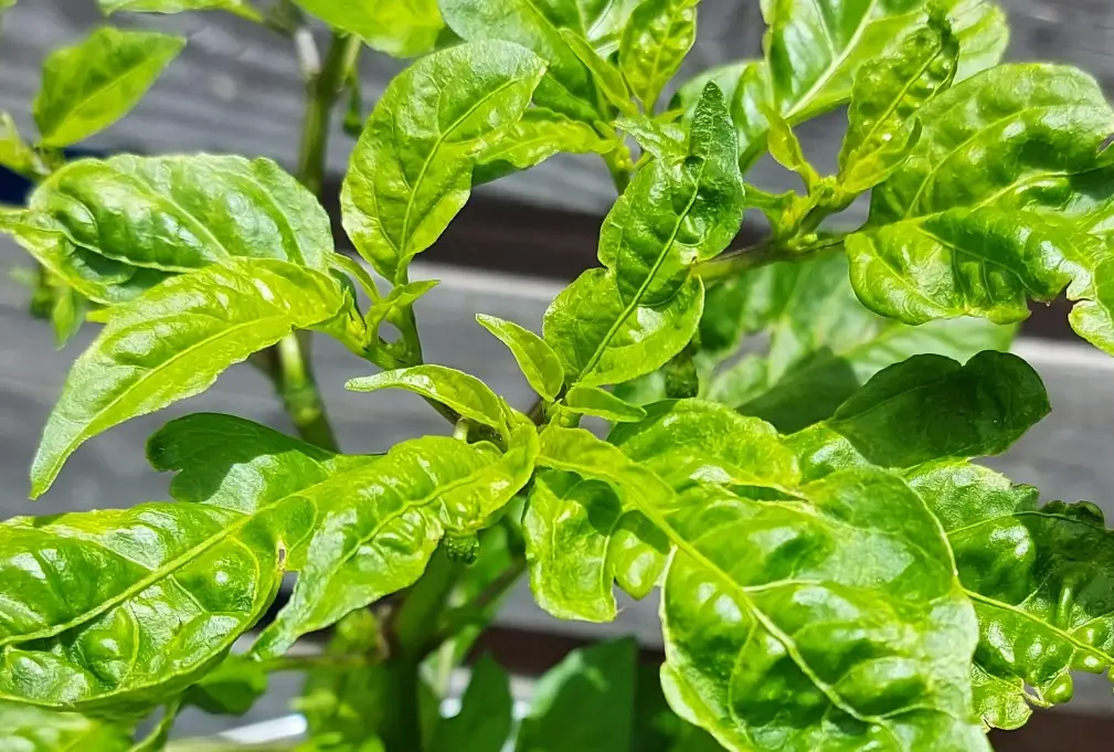 辣椒皺葉病 辣椒皺葉病