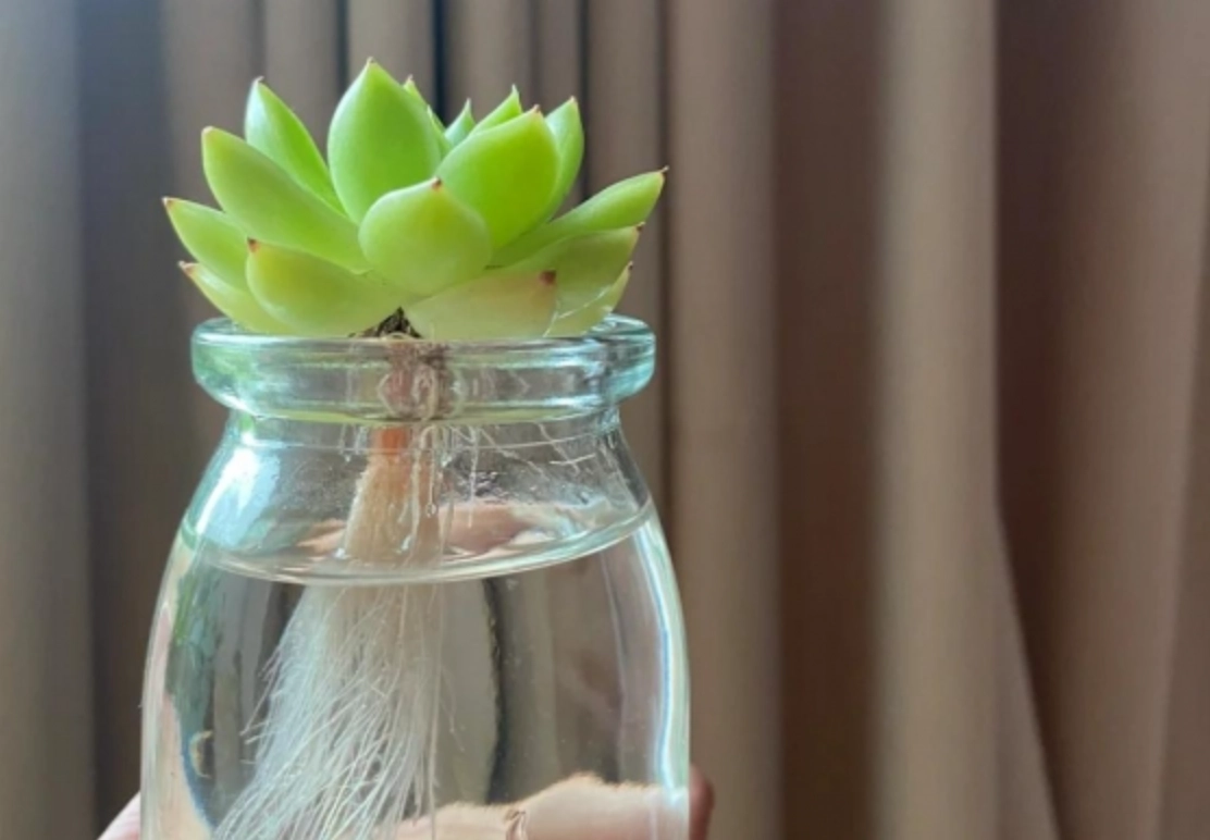 多肉植物水培 多肉植物水培