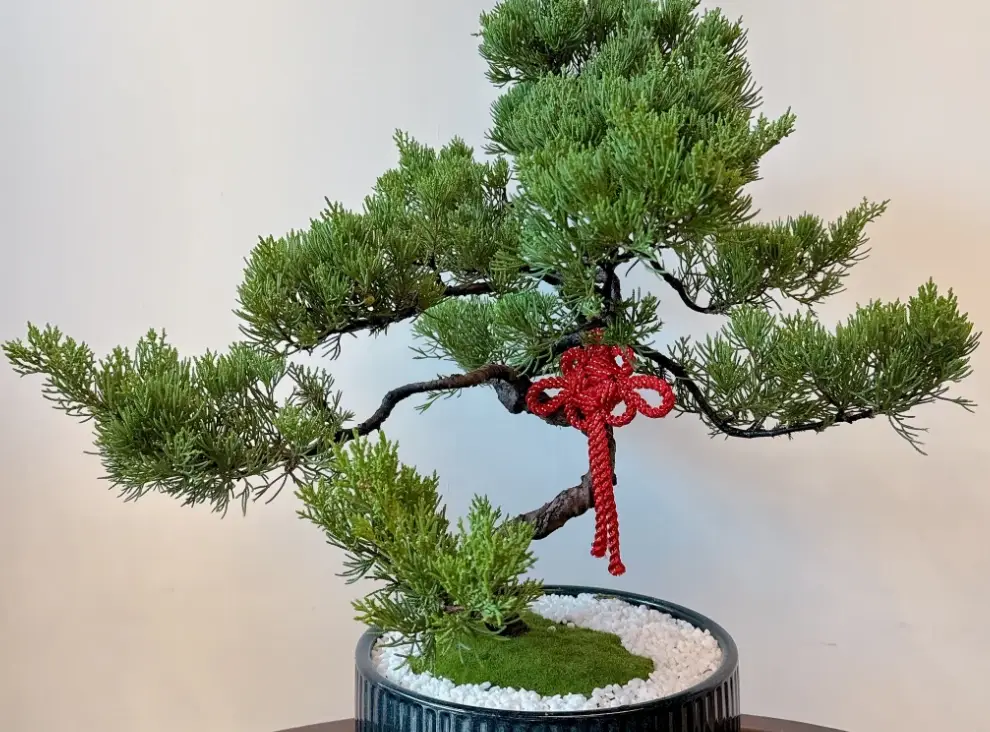 真柏照顧 真柏照顧