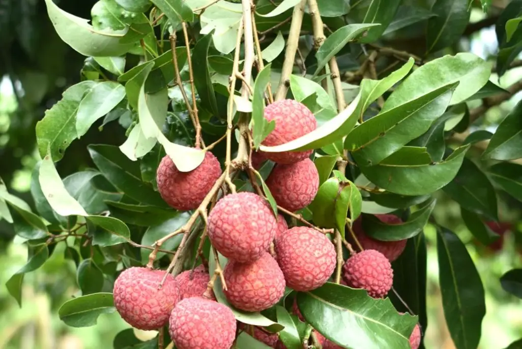 春天開花夏天結果