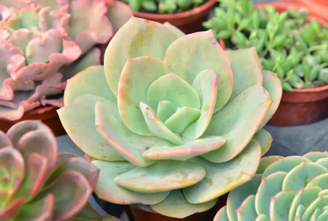 盆栽 根部 照顧 盆栽 根部 照顧