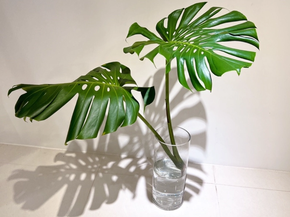 龜背芋分株方法