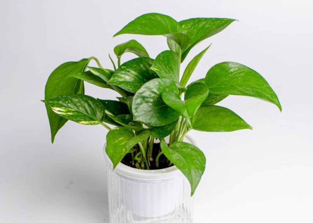 好養的室內植物