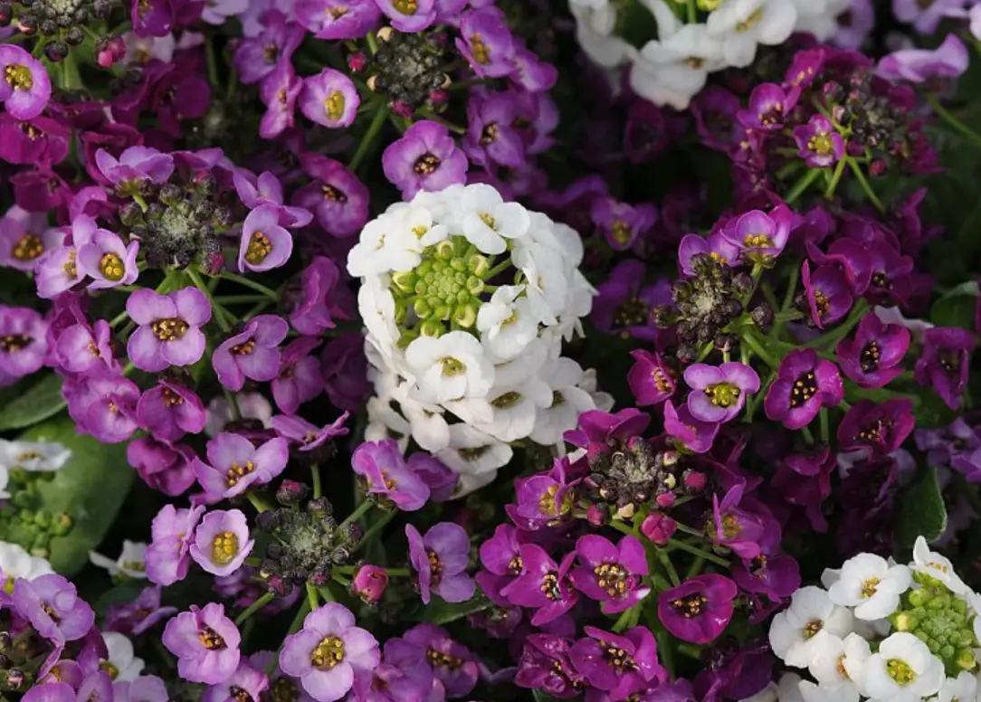 香雪球有毒嗎 香雪球有毒嗎