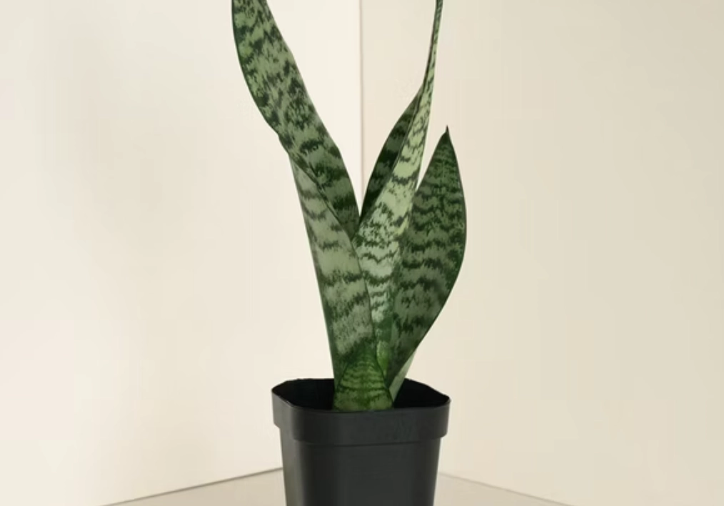 好養的觀賞植物