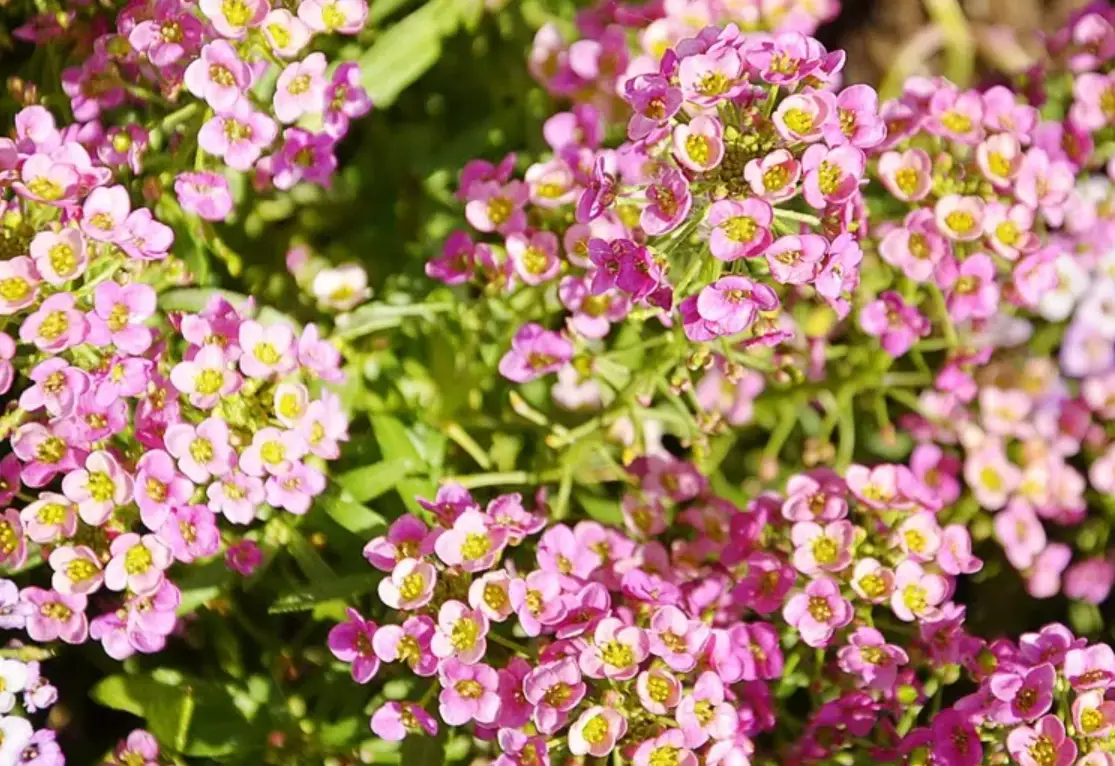 香雪球怎麼吃 香雪球怎麼吃