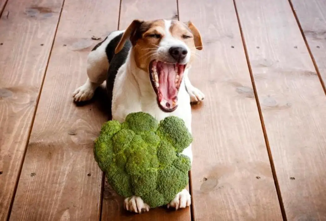 寵物蔬菜 寵物蔬菜