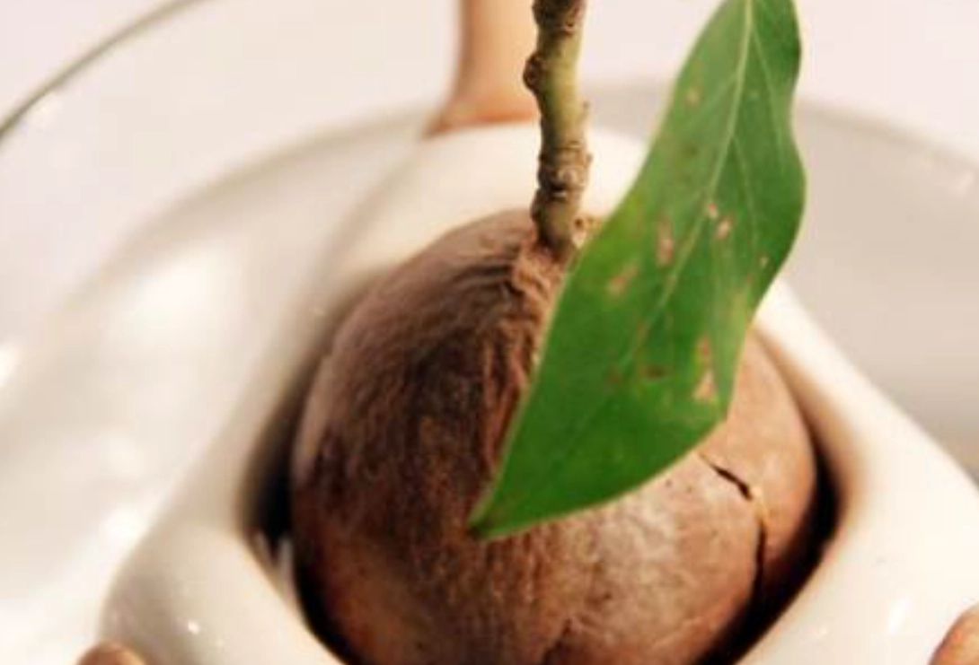 酪梨種子種植 酪梨種子種植