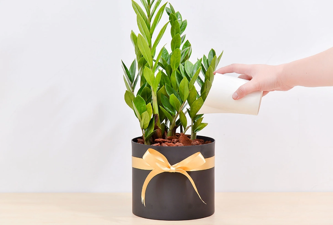 金錢樹 澆水 金錢樹 澆水