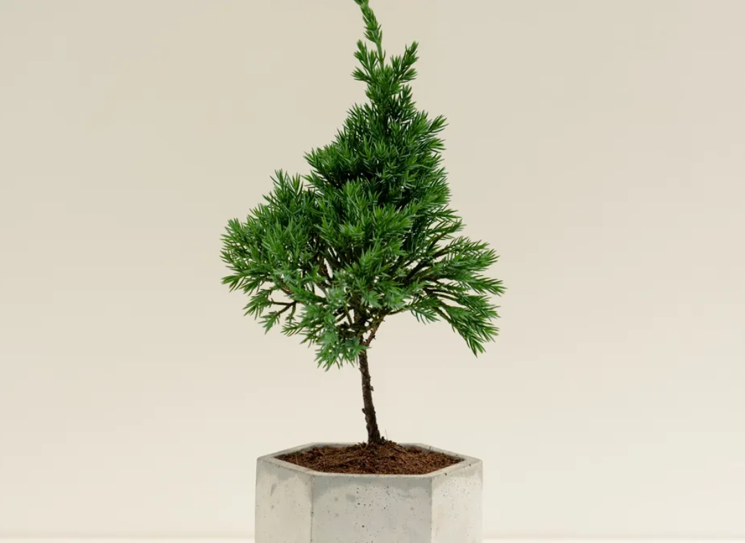 真柏盆景 真柏盆景