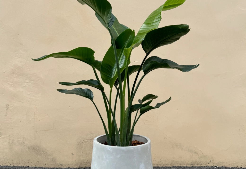 室內大型觀葉植物