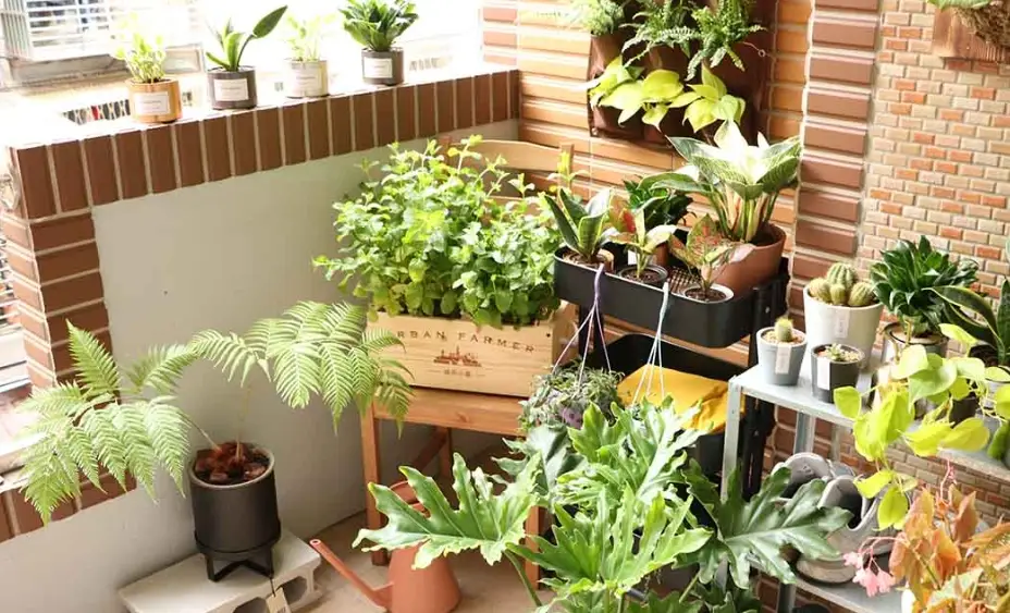 全日照植物推薦