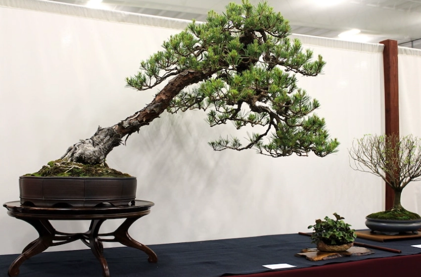 室內松樹養護 室內松樹養護