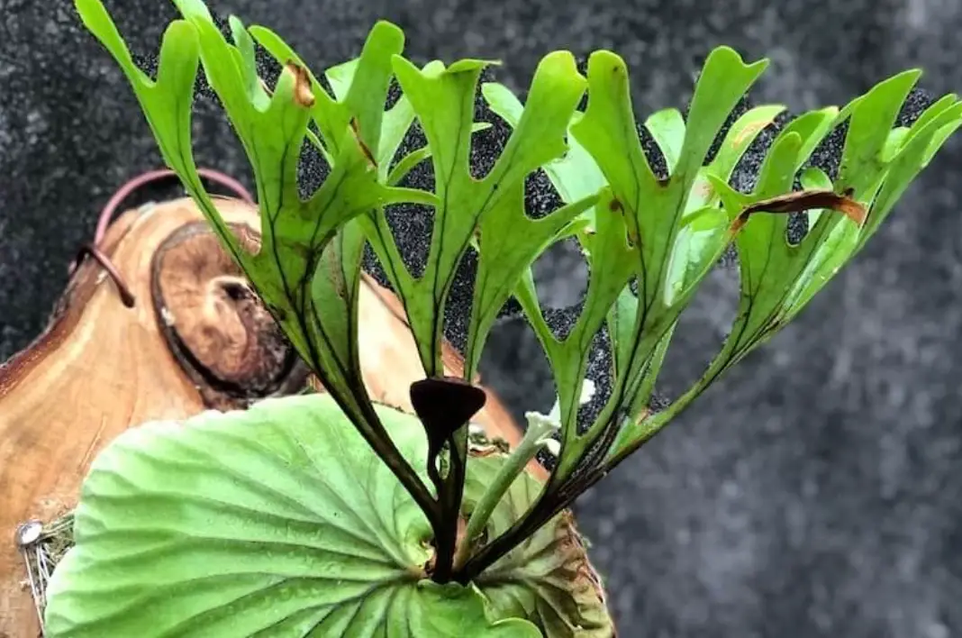 鹿角蕨栽培 鹿角蕨栽培