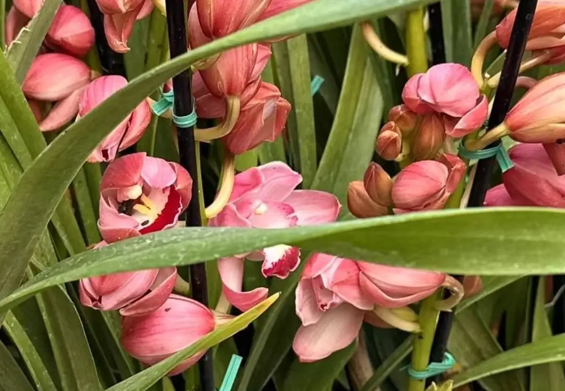 蕙蘭種植 蕙蘭種植