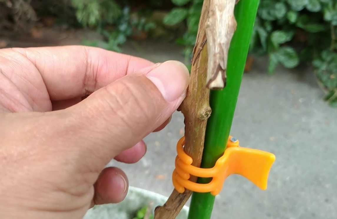 園藝癒合期 園藝癒合期